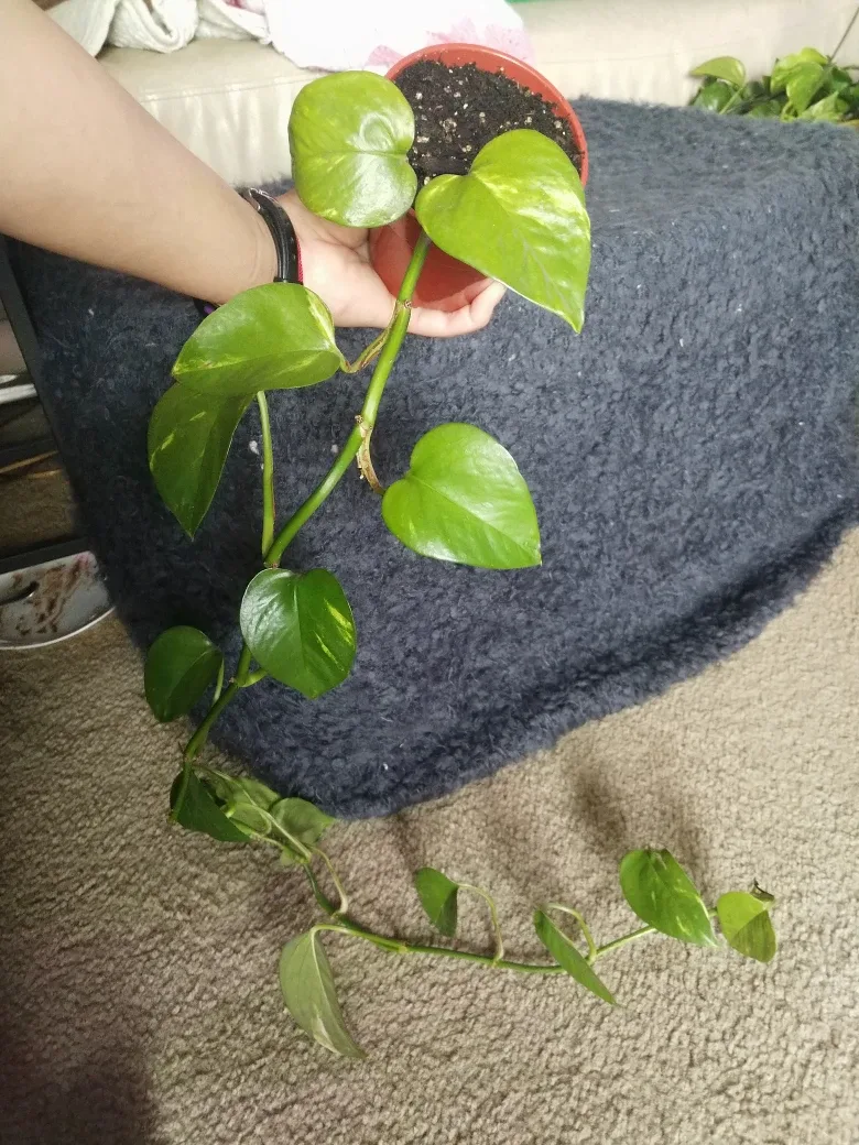 Golden Pothos Plant (2 of them) image indicator(4)