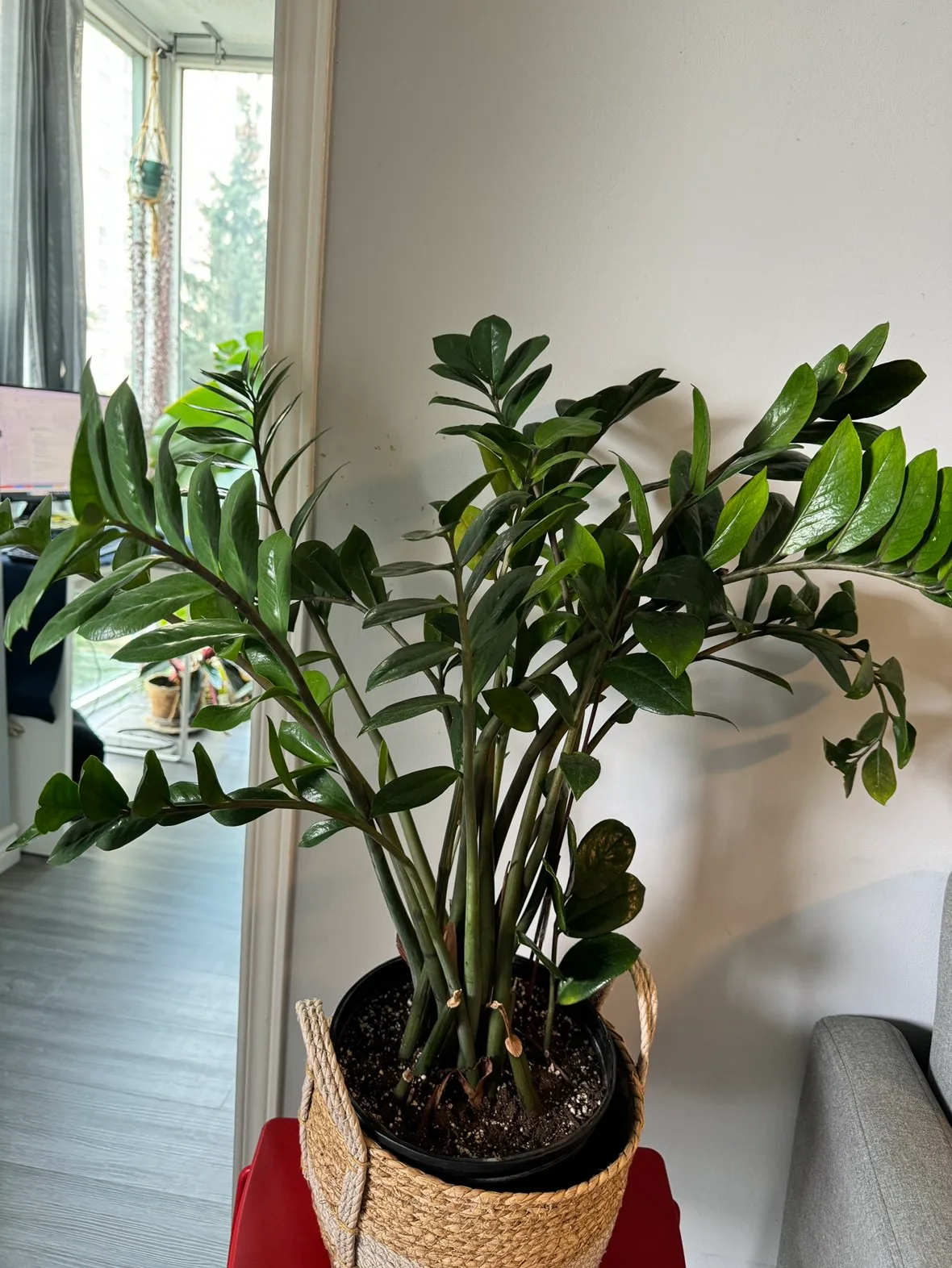 Zz plant thumbnail