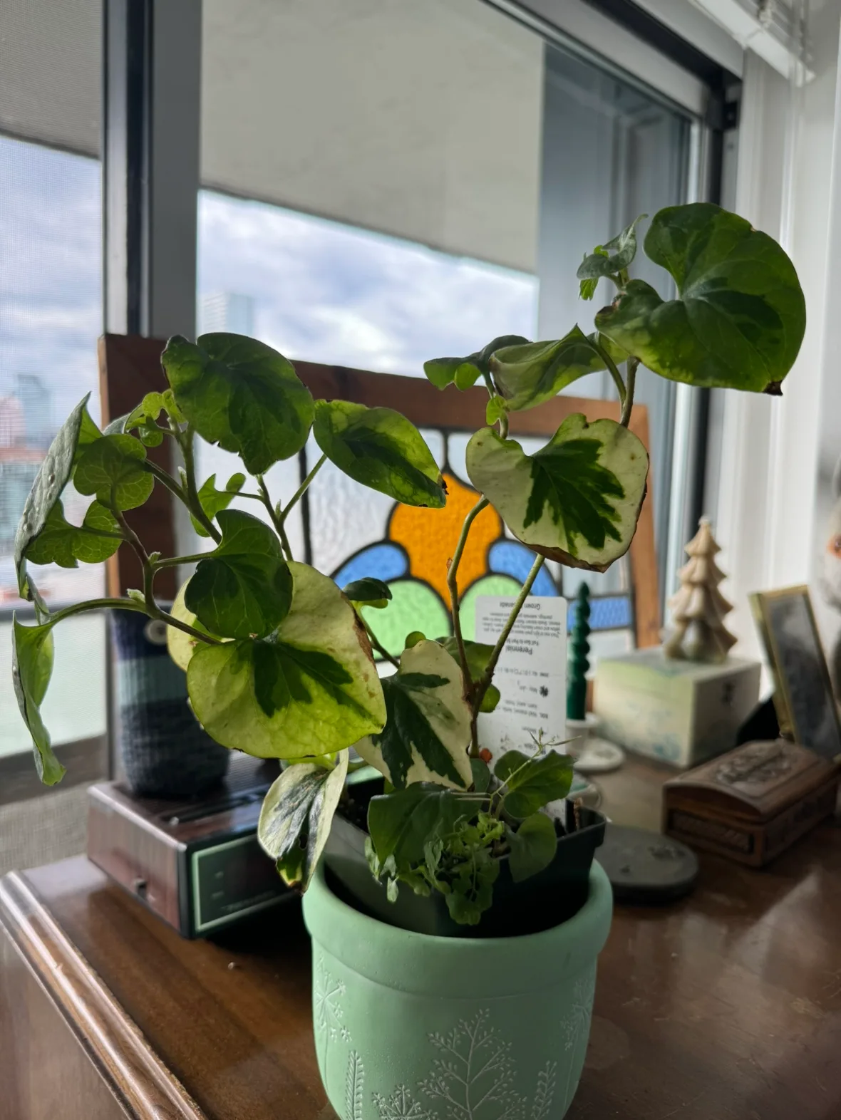 Chameleon Plant thumbnail