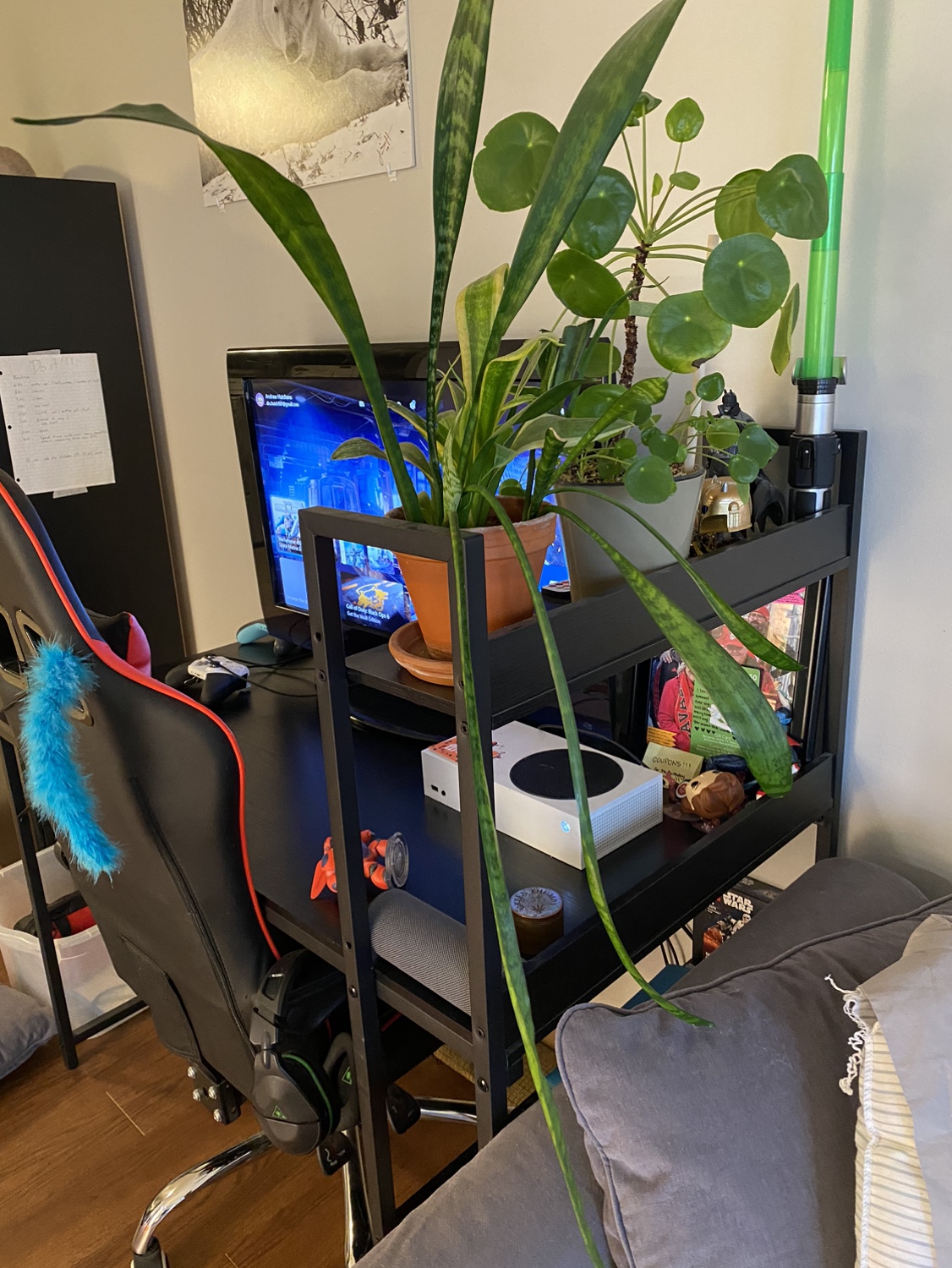 Snake Plant - photo 4