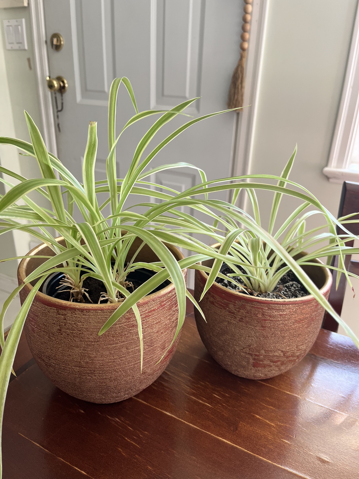 Two Spider Plants