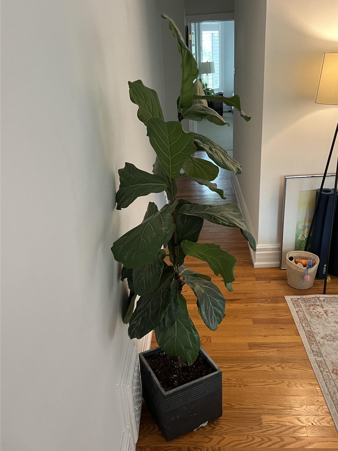 Fiddle Leaf Fig Plant - photo 3
