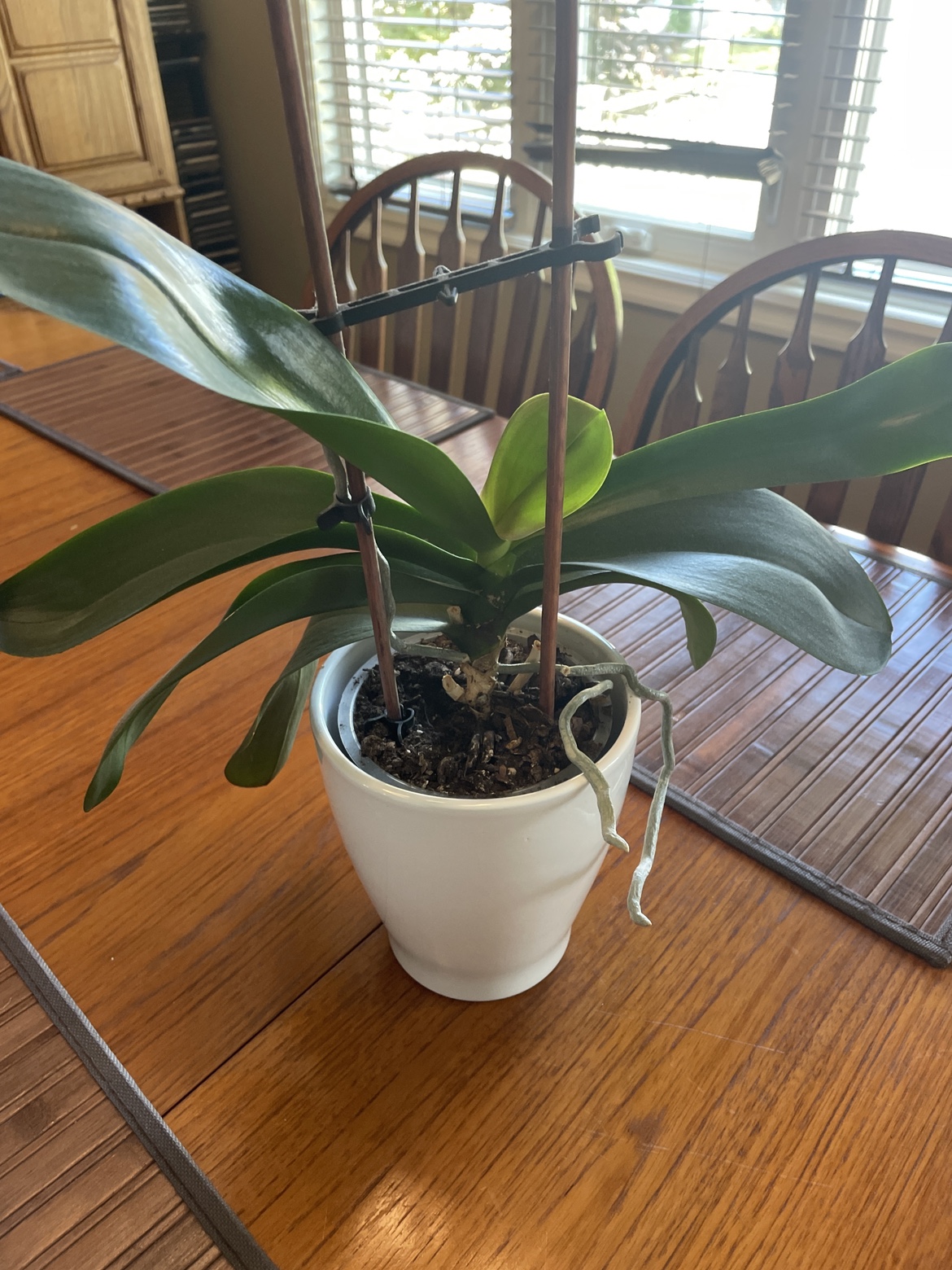 Orchid Plant