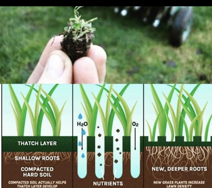 Lawn Aerator - photo 5