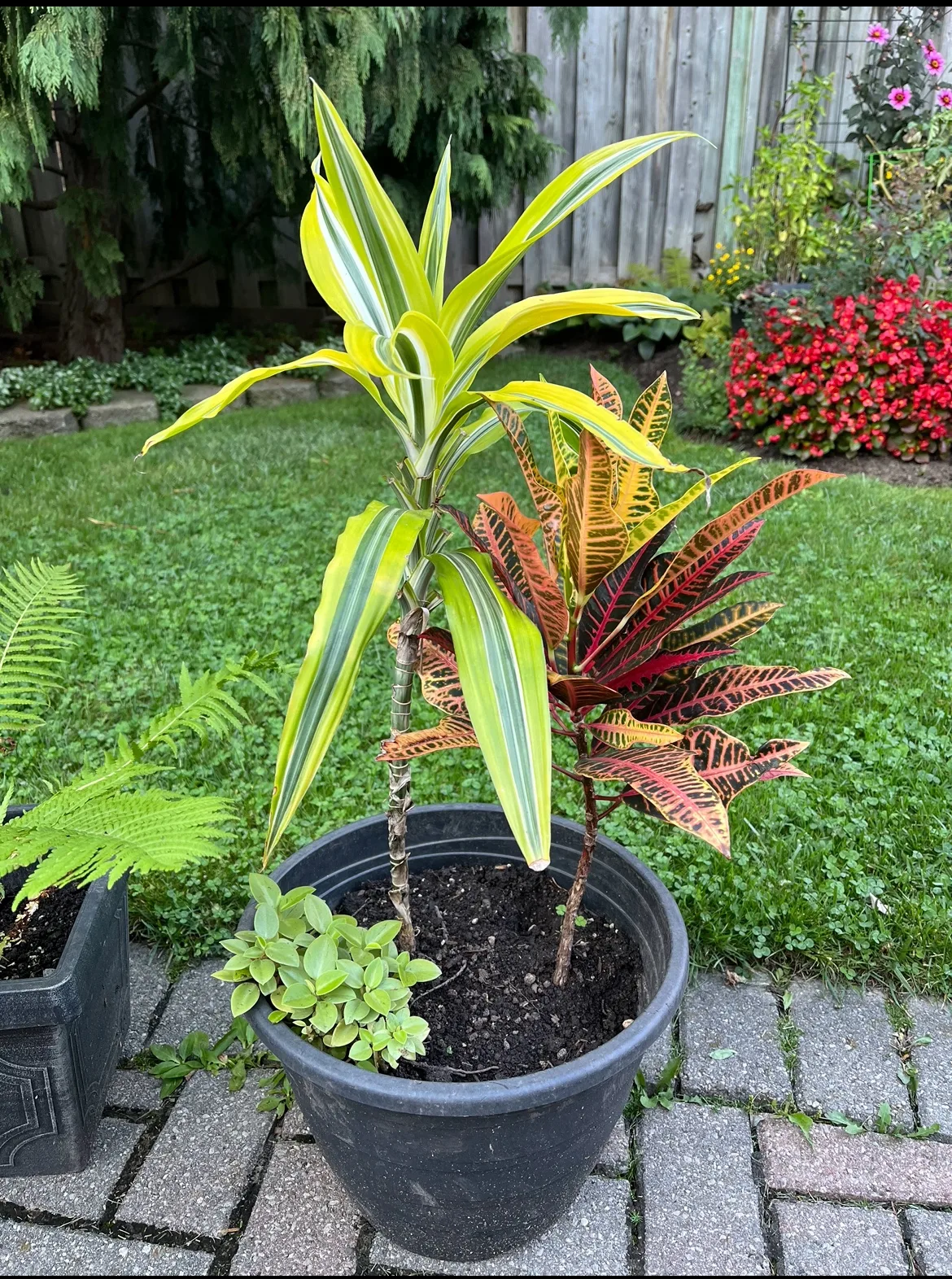 Free Plant thumbnail