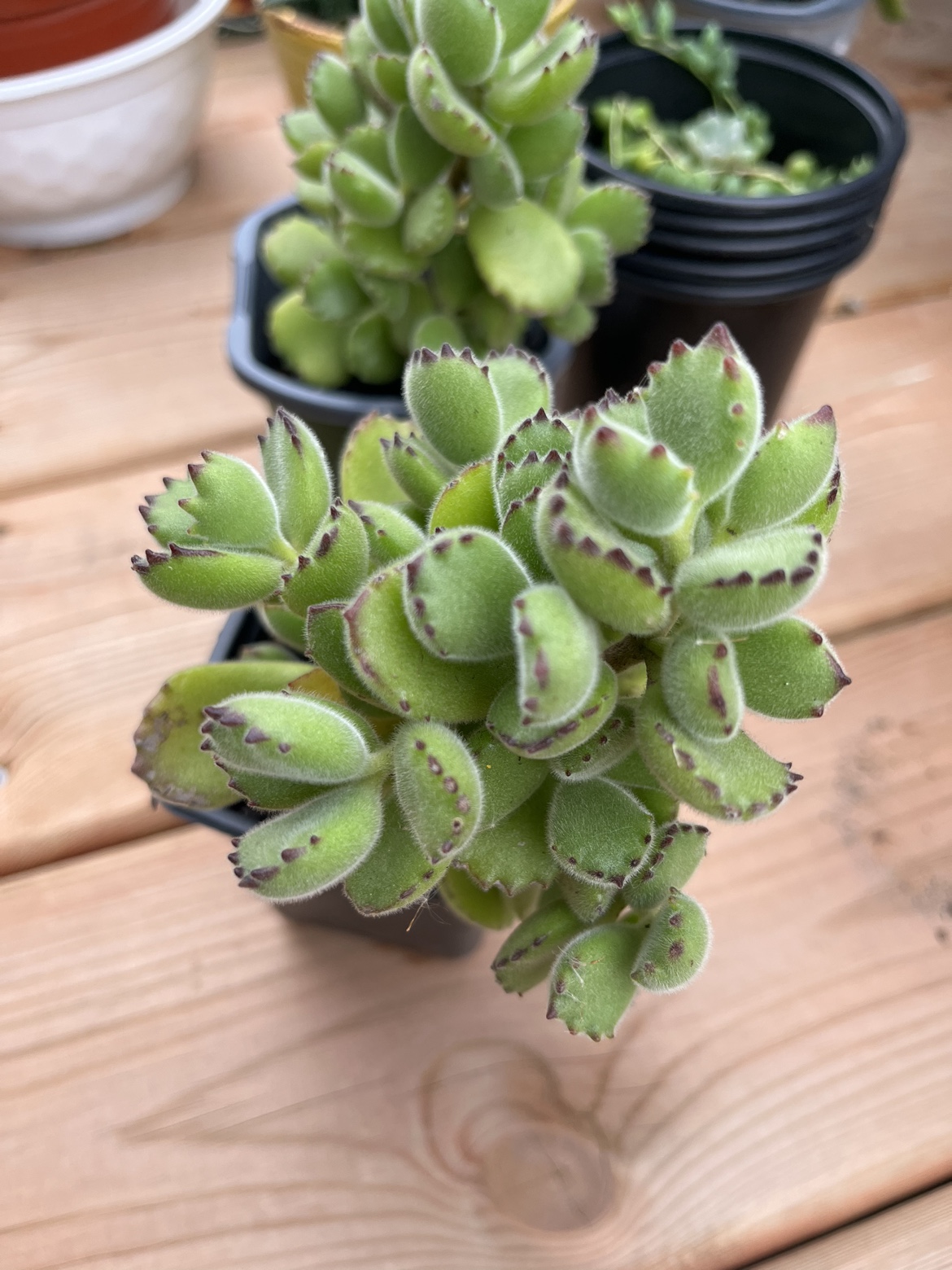 4” Bear Paw Succulent - photo 3