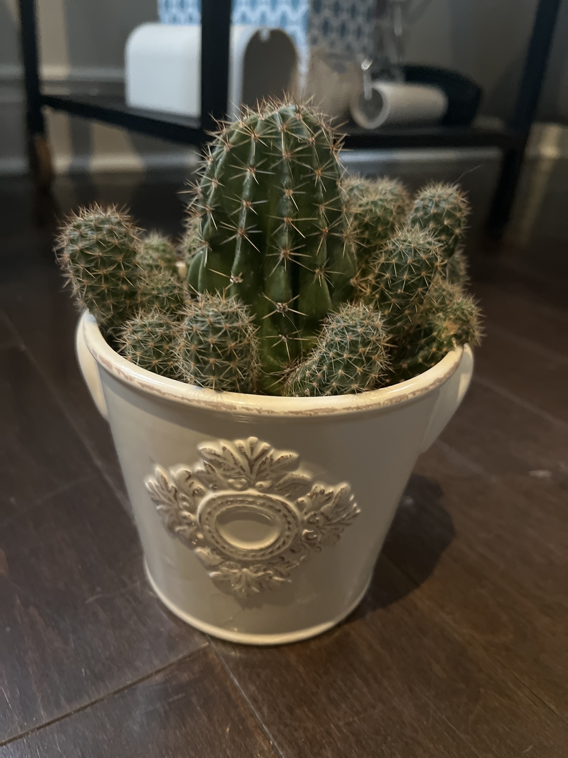 Cactus Plant