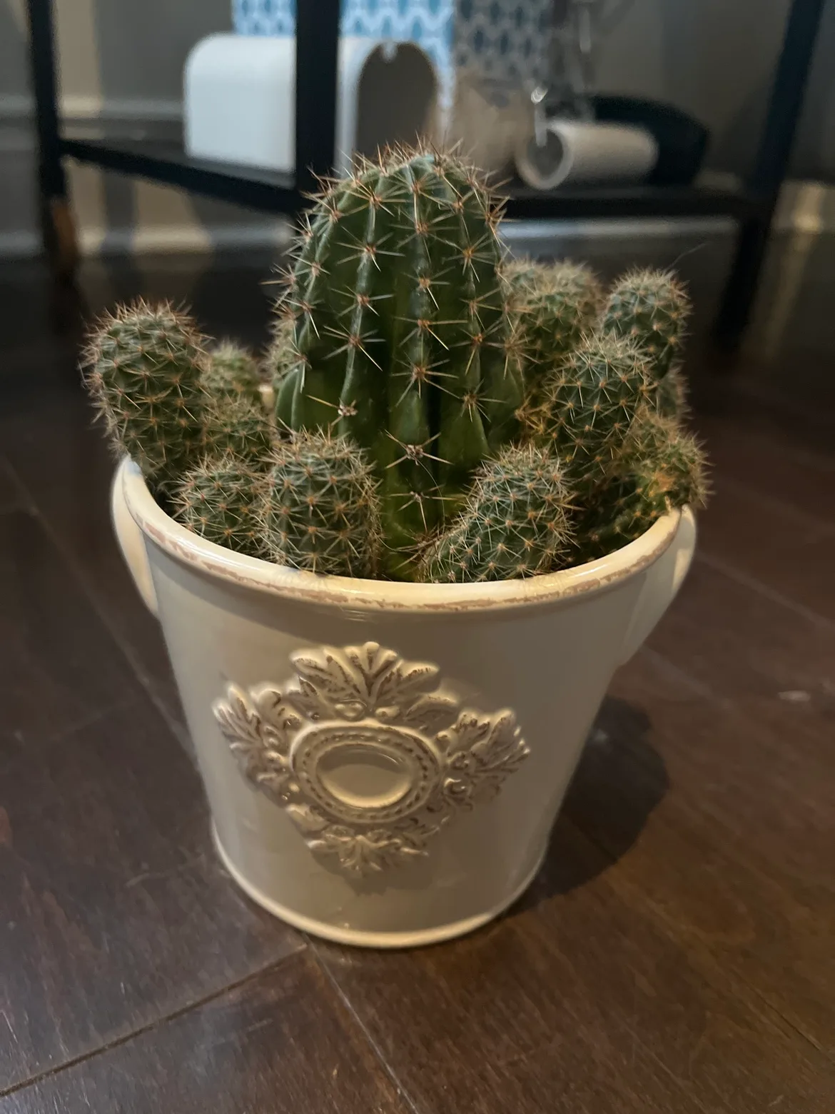 Cactus Plant