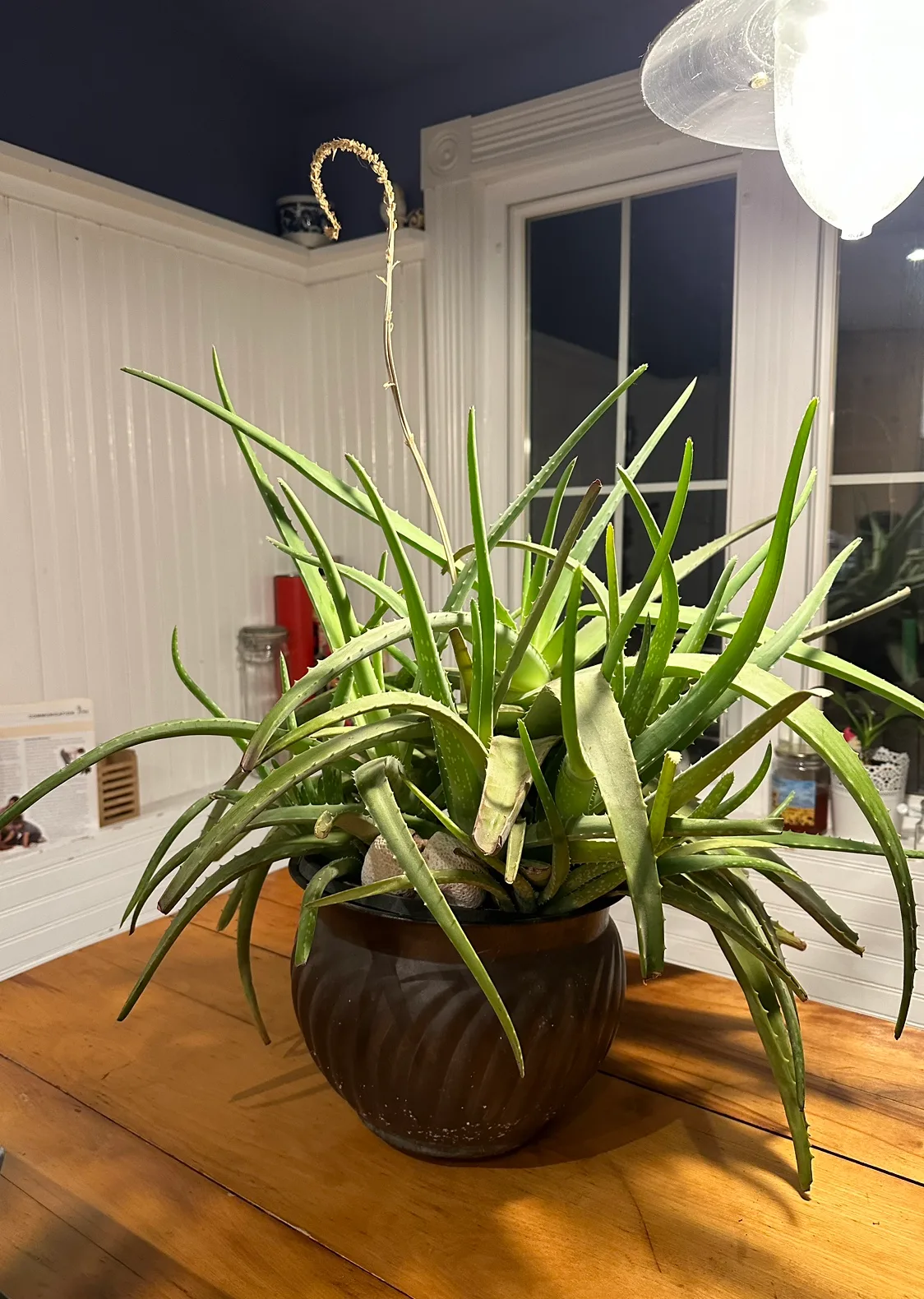 Huge Grandmother Aloe Plant thumbnail
