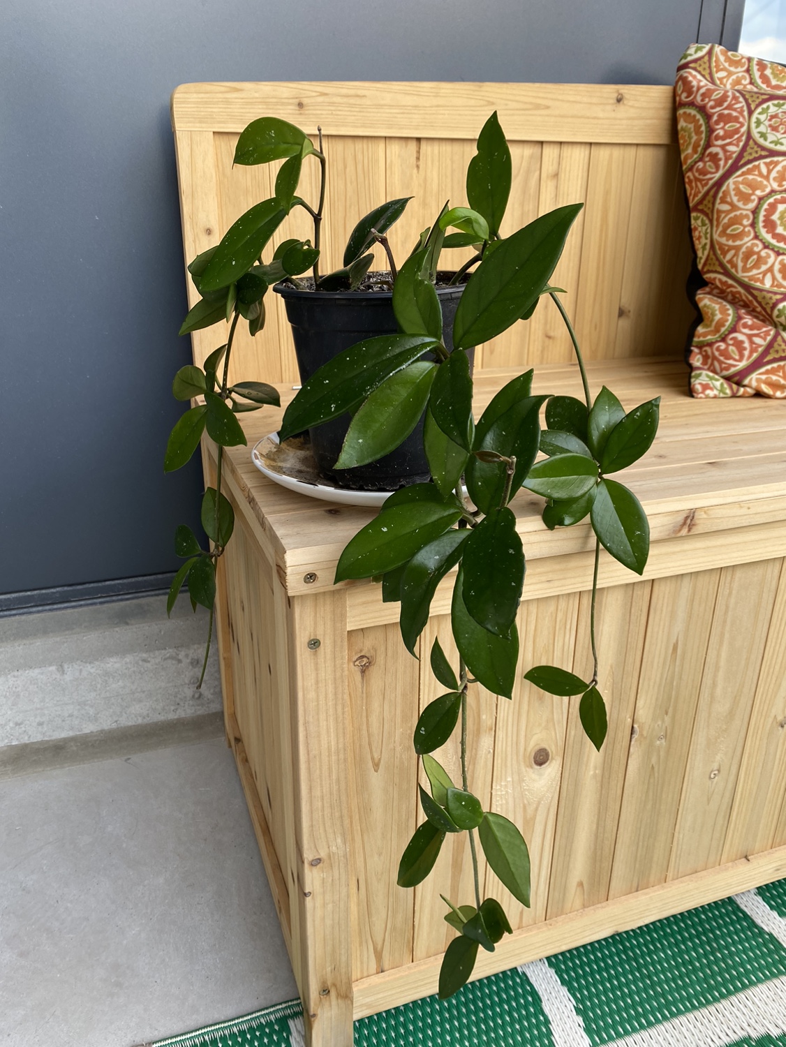 Hoya plant