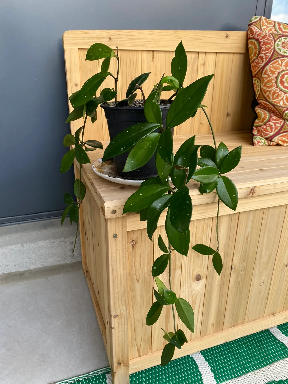 Hoya plant thumbnail