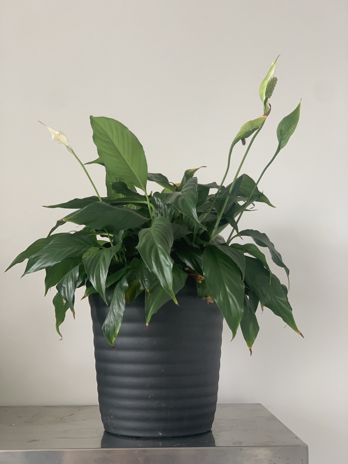 Peace Lily Plant