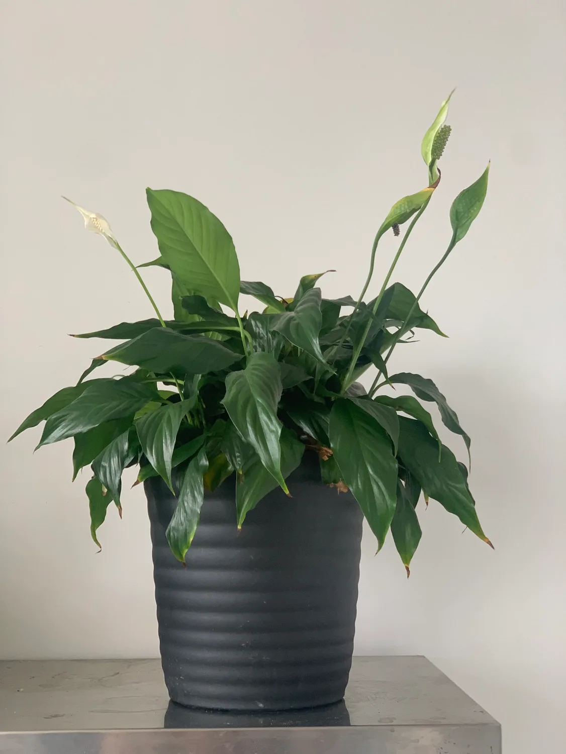 Peace Lily Plant thumbnail