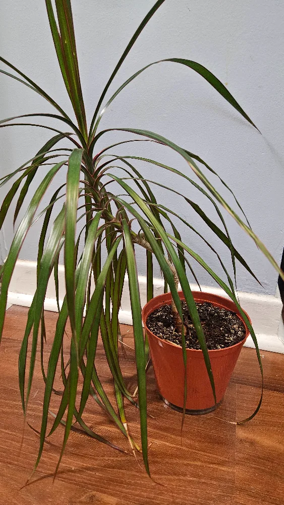 Dracaena Marginata Houseplant thumbnail
