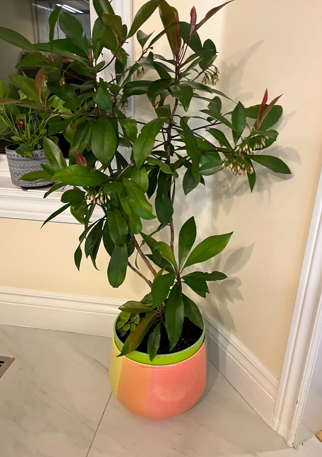 Indoor Plant image indicator(2)