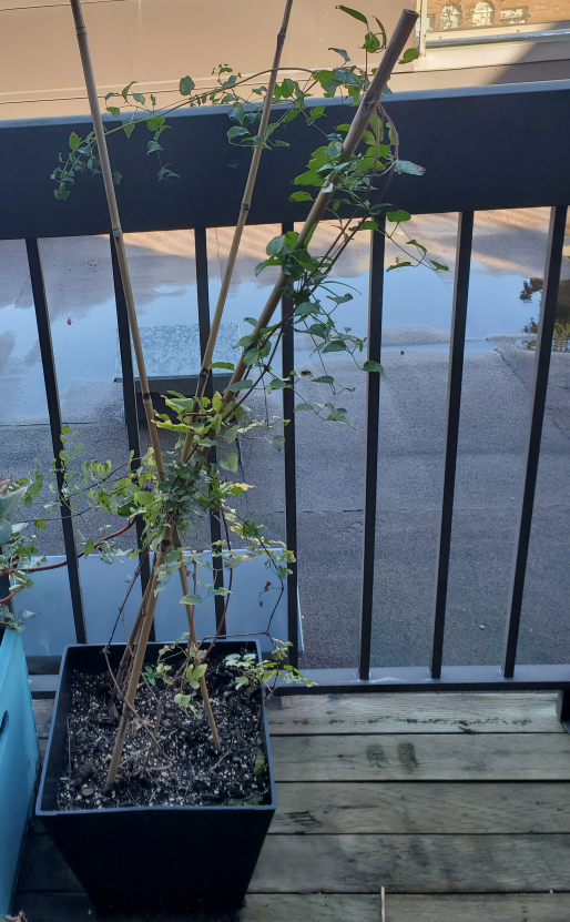 Climbing Plant in Pot