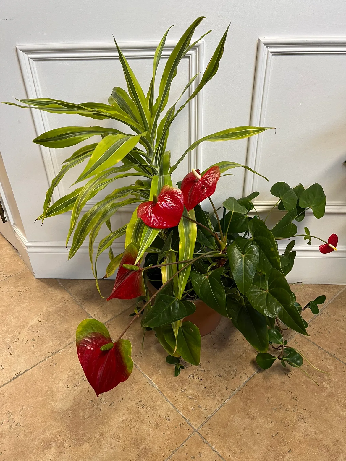 Free Potted Plant thumbnail