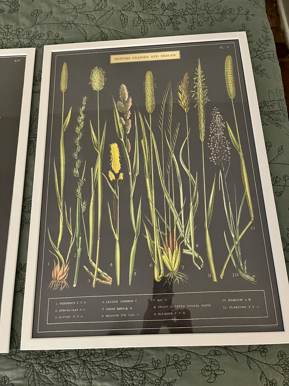 Botanical Prints - Set of 2 thumbnail