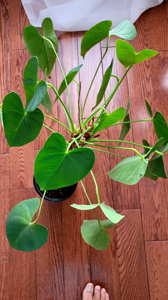 Moving sale - House plants image indicator(2)