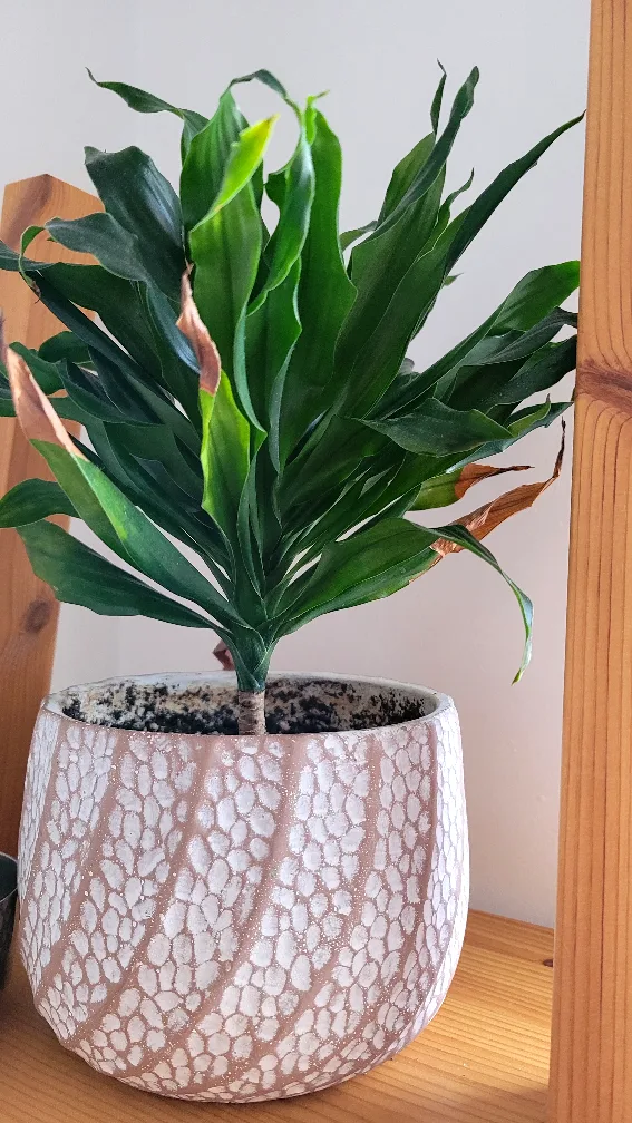 Moving sale - House plants image indicator(3)