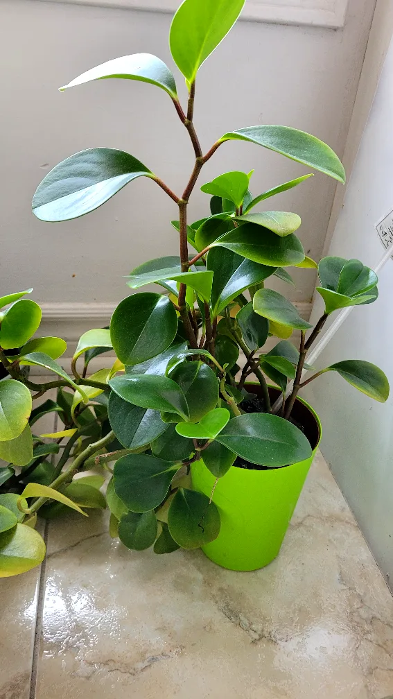 Moving sale - House plants image indicator(4)