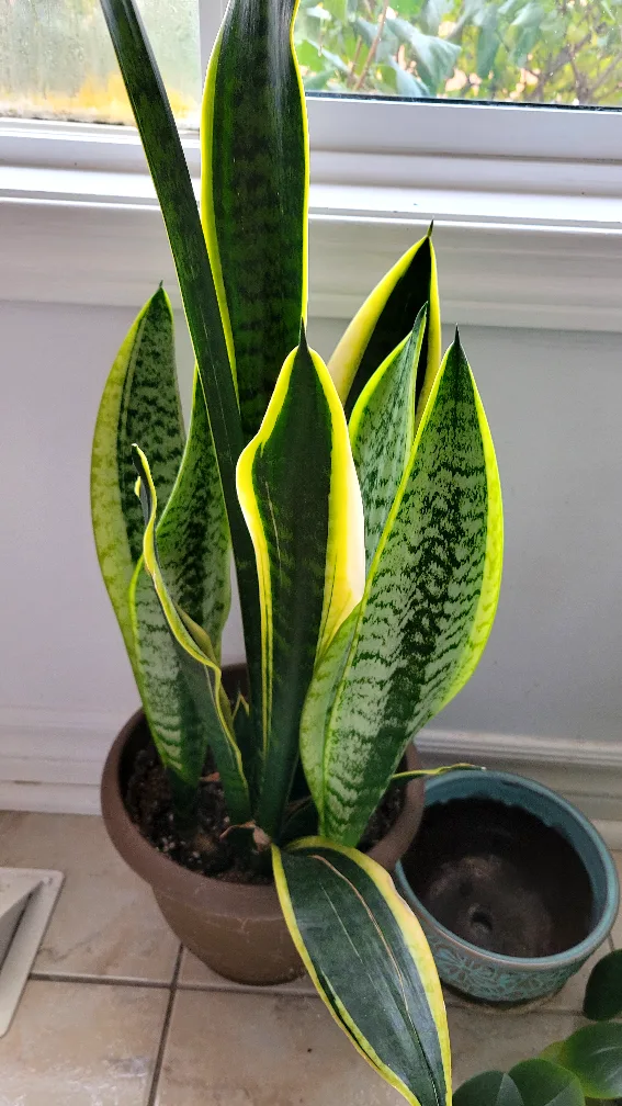 Moving sale - House plants image indicator(5)