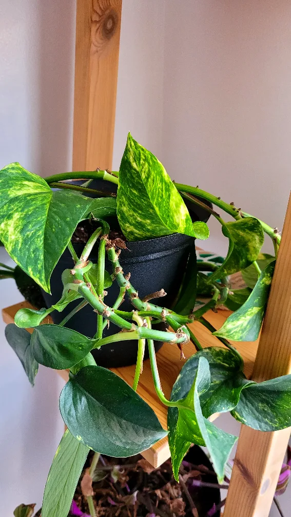 Moving sale - House plants image indicator(6)