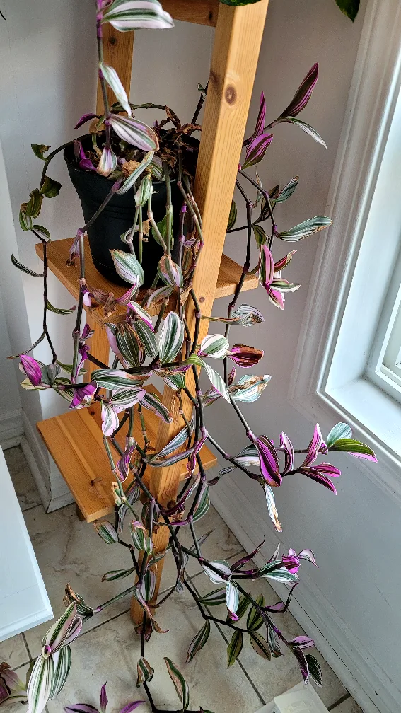 Moving sale - House plants image indicator(7)