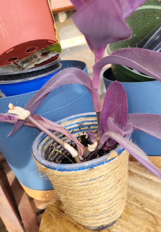 Purple Wandering dude Plant thumbnail