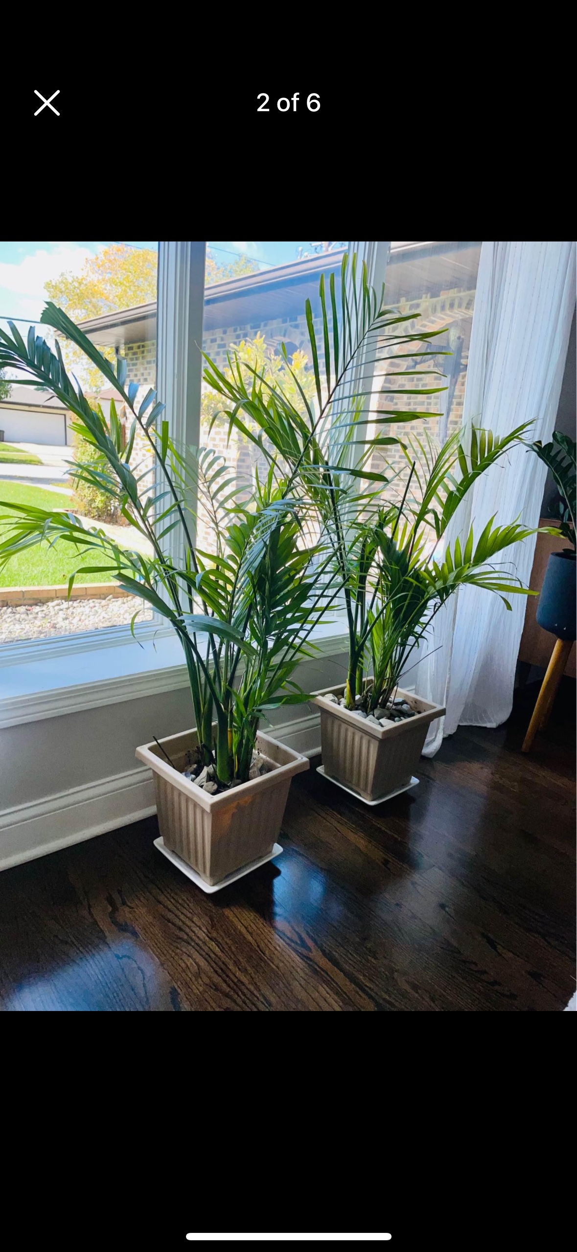 2 indoor Palm Tree Plant