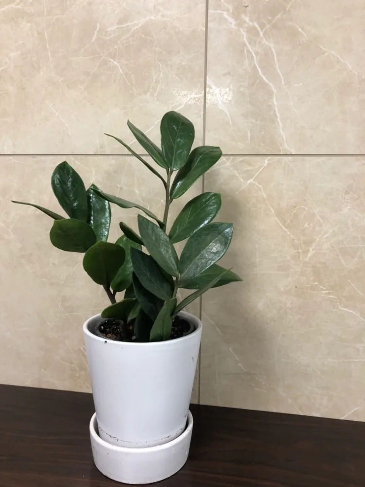 5” ZZ Plant with planter image indicator(2)