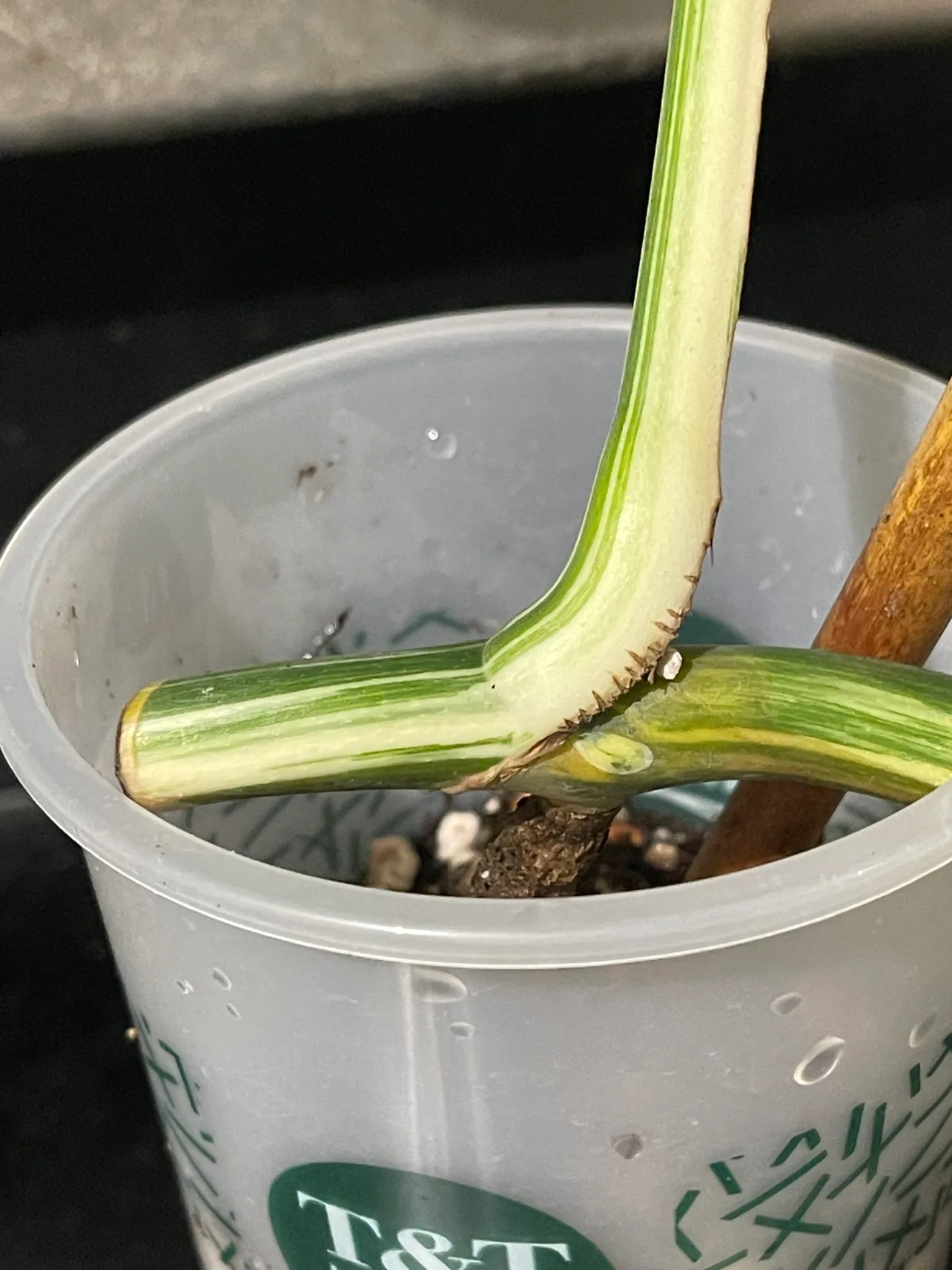 Monstera Albo Cutting image indicator(2)