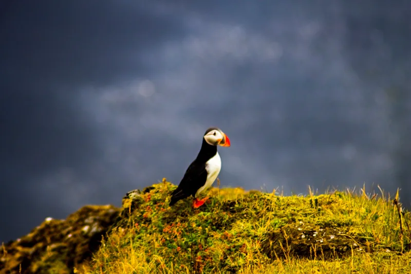 Iceland Photography Print Set image indicator(6)