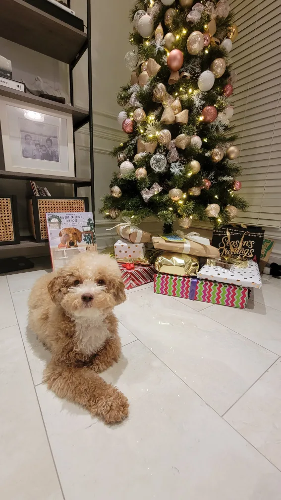 Artificial Christmas Tree image indicator(2)