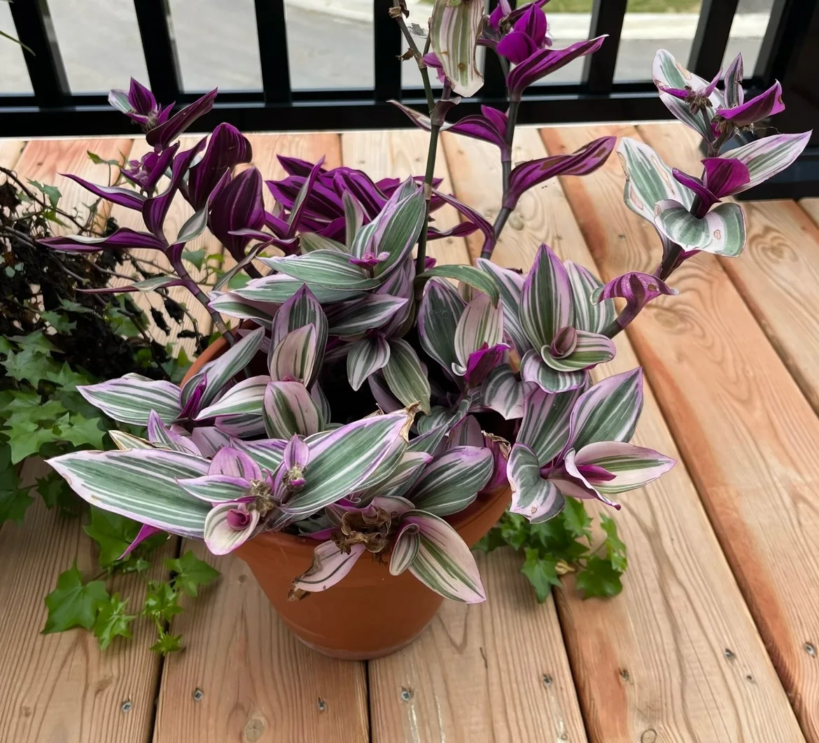 Wandering Jew Plant image indicator(2)