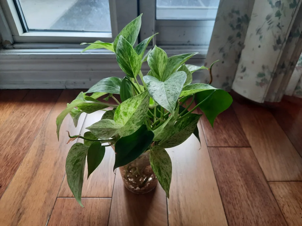 Free Plants + Pots thumbnail