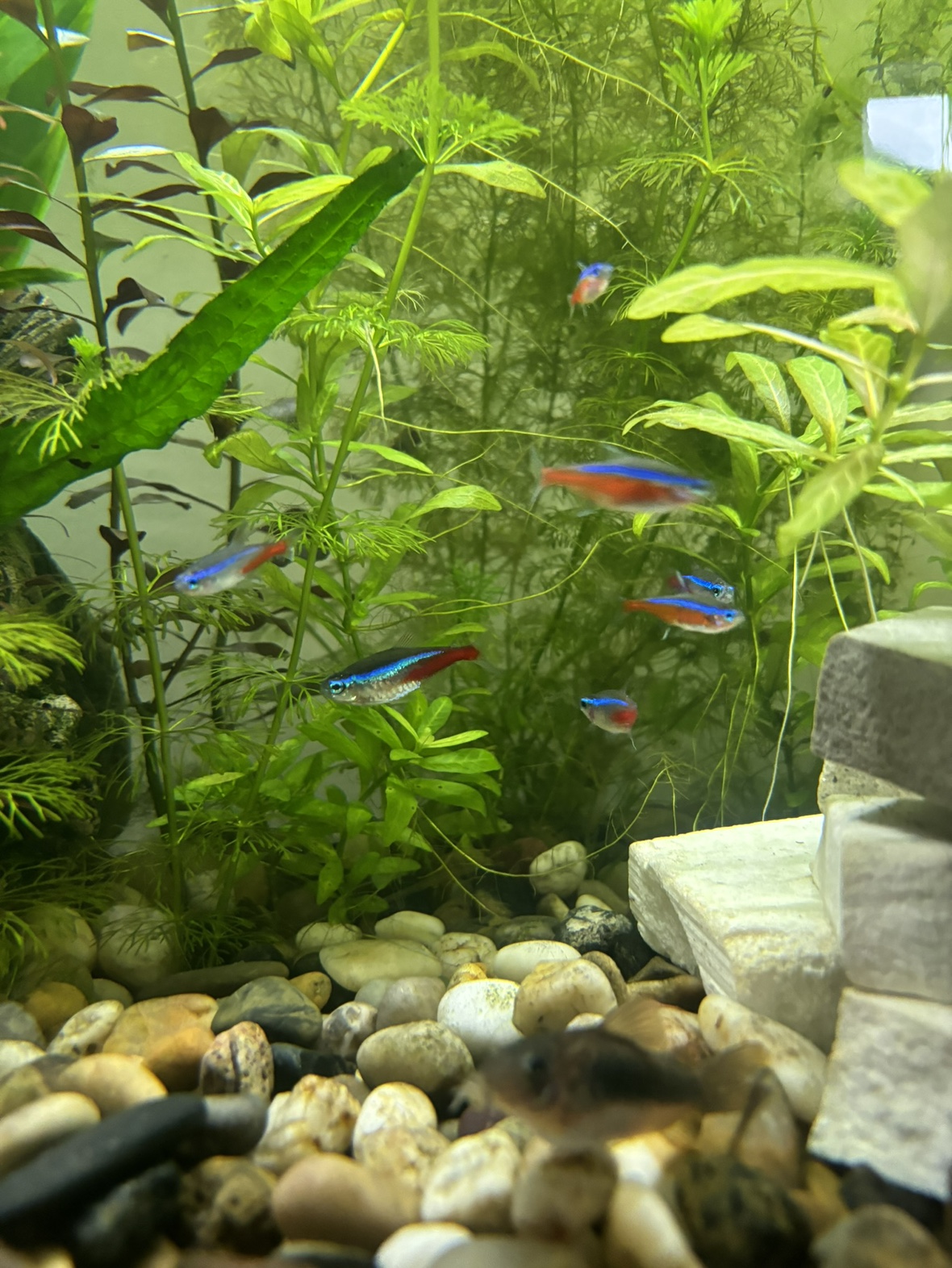Neon Tetra - photo 2
