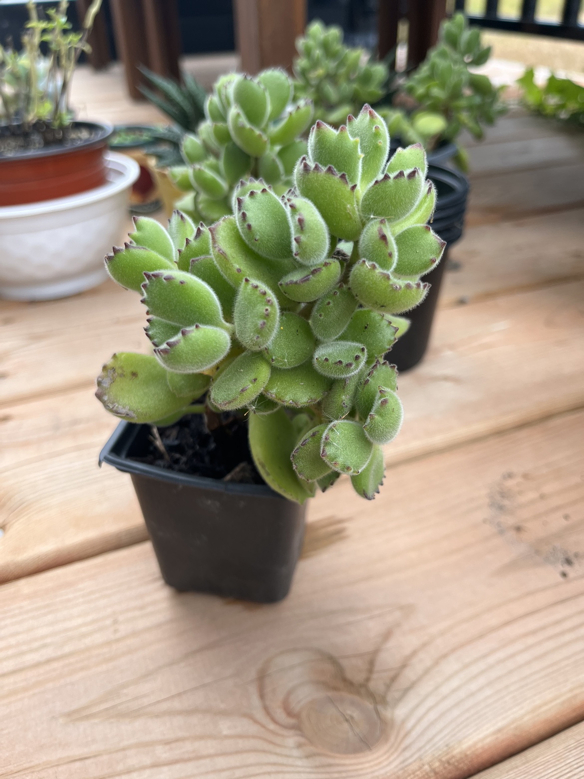 4” Bear Paw Succulent - photo 4