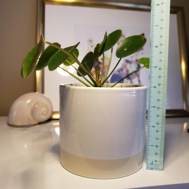 Medium Pilea Peperomioides (Money Plant) - photo 5