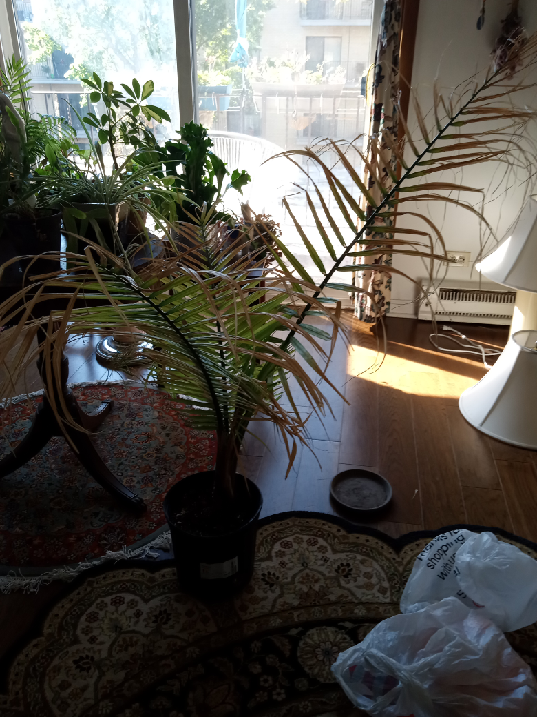 Palm Tree - photo 3