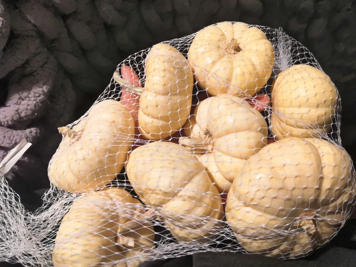 White Mini Pumpkins - 8 Count image indicator(2)