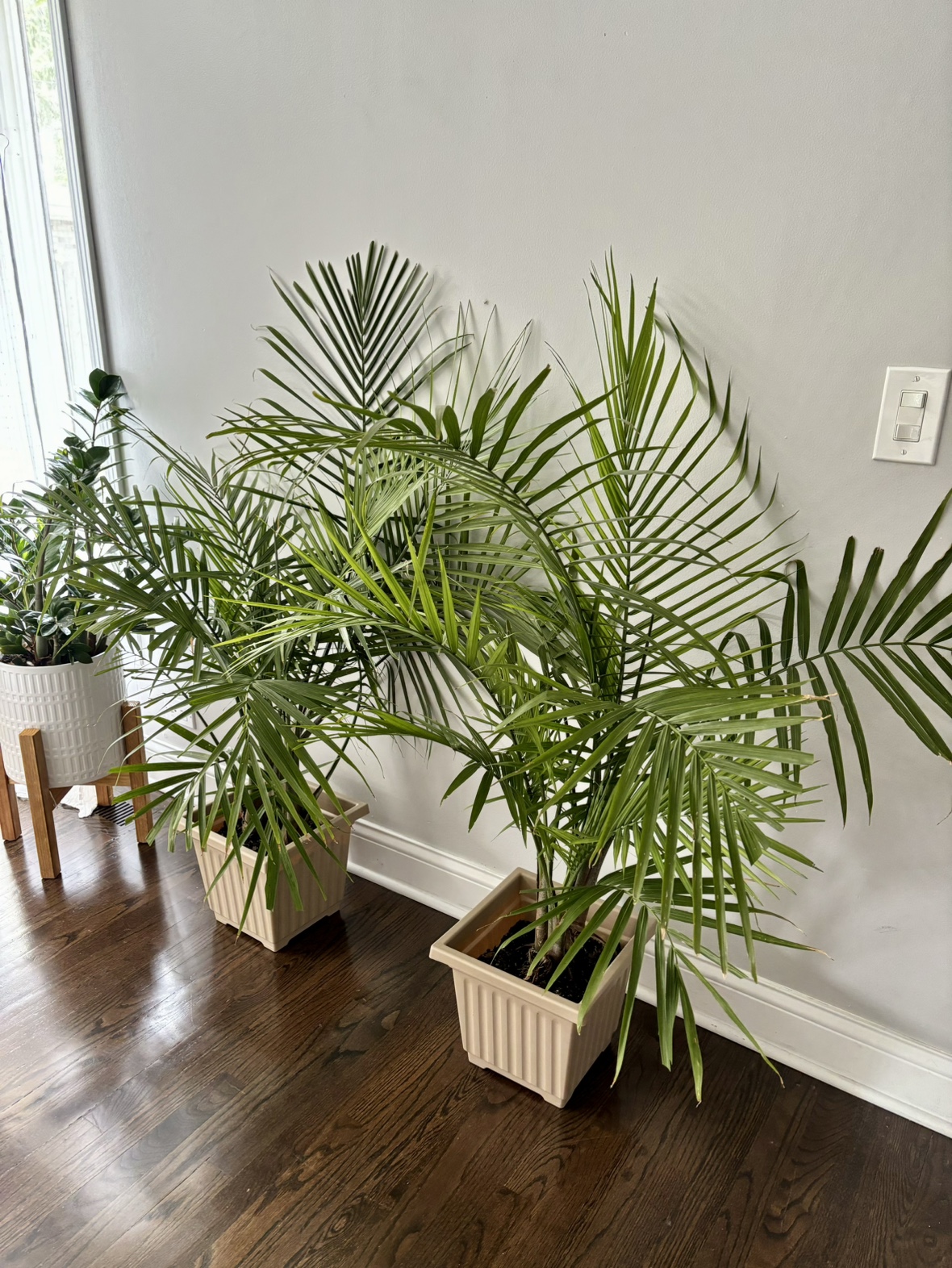 2 indoor Palm Tree Plant - photo 2