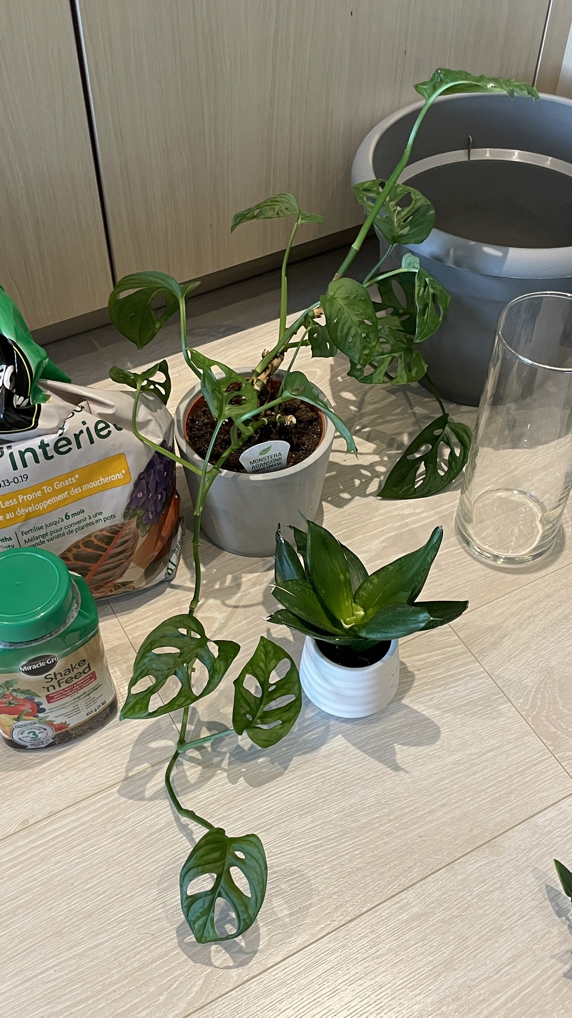 Plant Bundle - photo 4