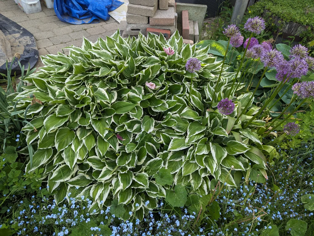 FREE Hosta Plant 🌿 thumbnail