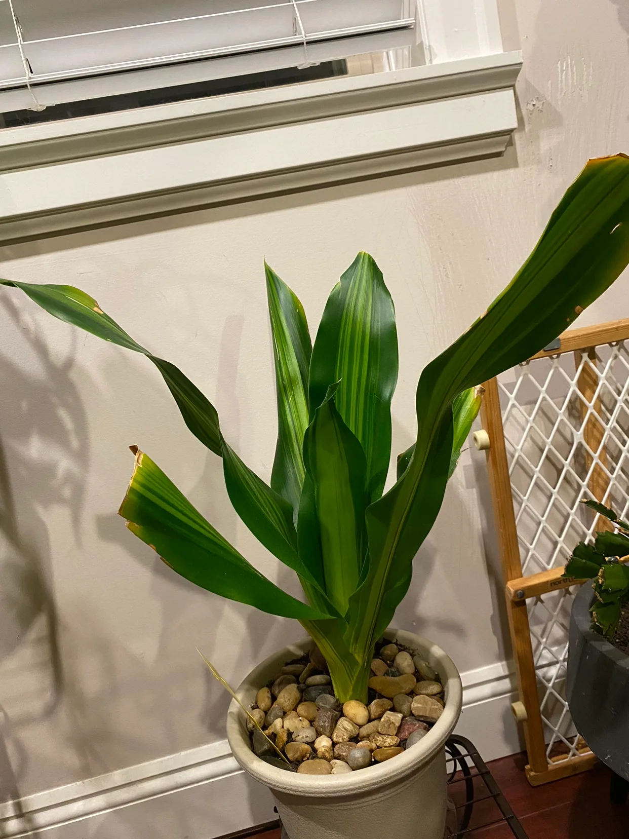 Dracaena Plant thumbnail
