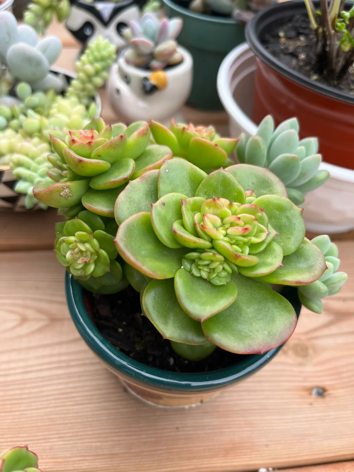 4” mixed succulent in ceramic pot thumbnail