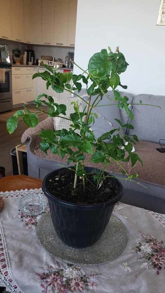 Jasmine Plant thumbnail