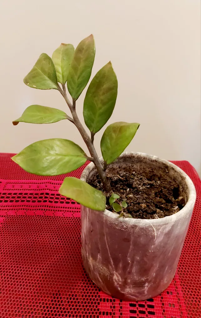 Green Plant with Marble Planter image indicator(2)