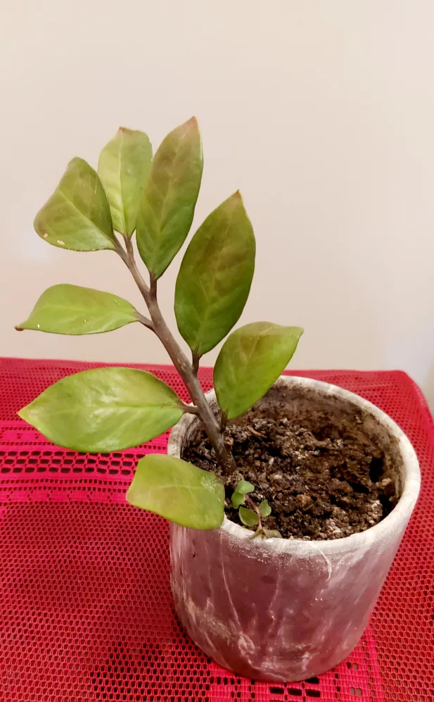 Green Plant with Marble Planter image indicator(3)