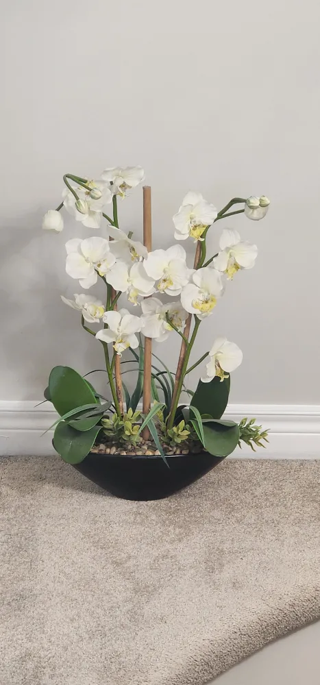 White Orchid Arrangement thumbnail